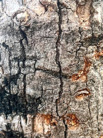 Téléchargez les photos : Un tronc d'arbre avec une écorce brûlée. - en image libre de droit