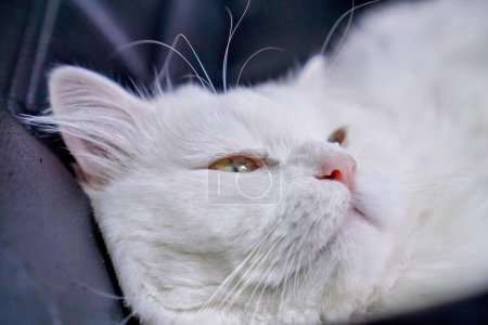 Téléchargez les photos : Un chat blanc aux yeux verts. - en image libre de droit
