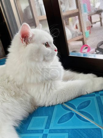 Téléchargez les photos : Un chat blanc regardant par la fenêtre. - en image libre de droit