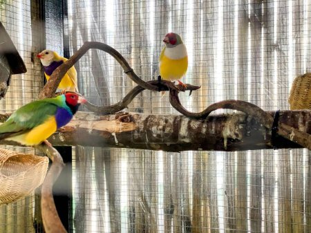 Téléchargez les photos : Un couple d'oiseaux colorés assis sur une branche. - en image libre de droit