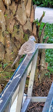 Téléchargez les photos : Un oiseau assis sur une barre métallique à côté d'un arbre. - en image libre de droit