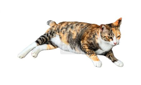 Téléchargez les photos : Un chat s'étirant sur un fond blanc. - en image libre de droit