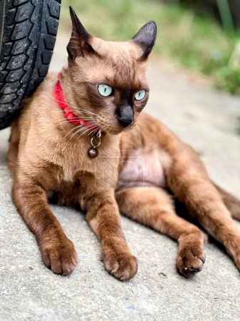 Téléchargez les photos : Un chat étendu sur le sol à côté d'un pneu. - en image libre de droit