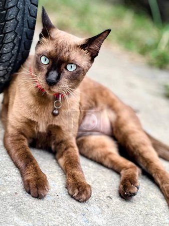 Téléchargez les photos : Un chat assis par terre à côté d'un pneu. - en image libre de droit