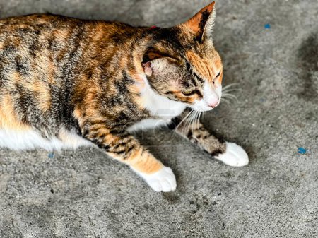 Téléchargez les photos : Un chat est assis sur le sol avec ses pattes sur le dos. - en image libre de droit