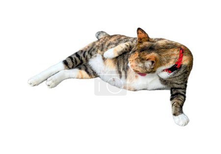 Téléchargez les photos : Un chat s'étirant sur le dos sur un fond blanc. - en image libre de droit