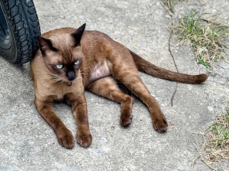 Téléchargez les photos : Un chat aux yeux verts couché sur le sol. - en image libre de droit