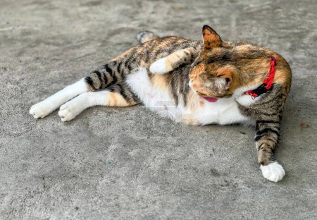 Téléchargez les photos : Un chat étendu sur le sol avec ses pattes sur le dos. - en image libre de droit