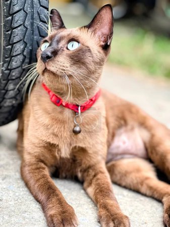 Téléchargez les photos : Un chat se couche à côté d'un pneu. - en image libre de droit