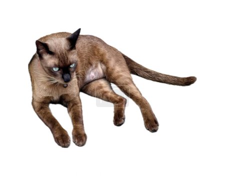 Téléchargez les photos : Un chat aux yeux bleus couché sur un fond blanc. - en image libre de droit