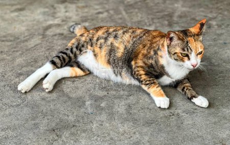 Téléchargez les photos : Un chat étendu sur le sol avec ses pattes avant sur le dos. - en image libre de droit