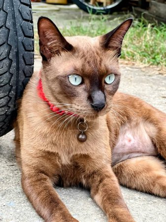 Téléchargez les photos : Un chat est assis par terre à côté d'un pneu. - en image libre de droit