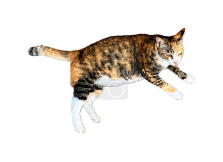 Téléchargez les photos : Un chat sautant sur un fond blanc. - en image libre de droit