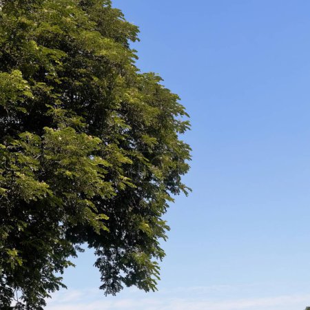 Foto de Un árbol en medio de un campo. - Imagen libre de derechos