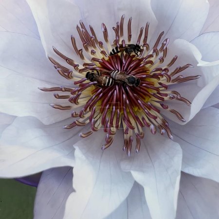 Téléchargez les photos : La fleur blanche avec l'abeille. - en image libre de droit