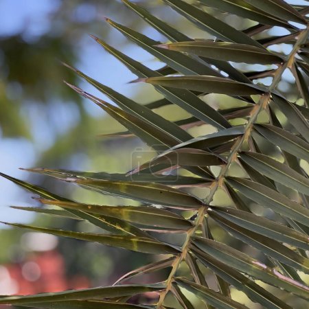 Photo for Close up of a palm tree. - Royalty Free Image