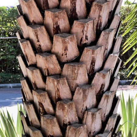 Photo for Trunk of a palm tree. - Royalty Free Image