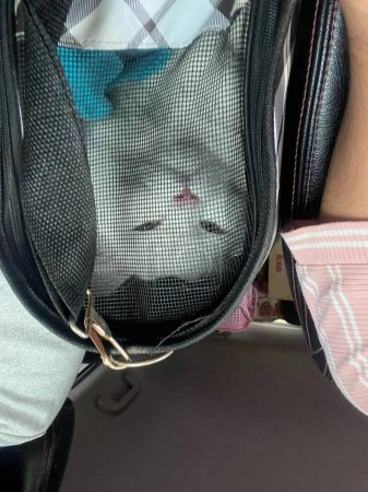 Téléchargez les photos : Une photographie d'une personne tenant un chat dans un sac. - en image libre de droit
