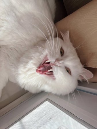 Téléchargez les photos : Une photographie d'un chat blanc bâillant sur un rebord de fenêtre. - en image libre de droit