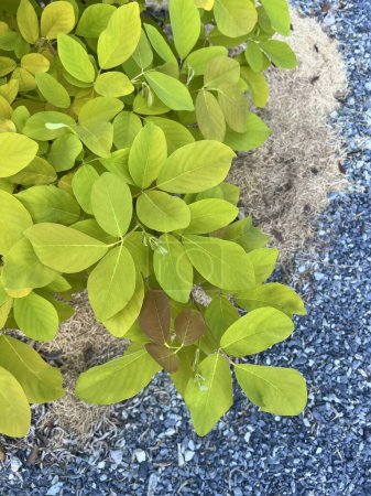 Foto de Una fotografía de una planta con hojas verdes sobre un suelo de grava. - Imagen libre de derechos
