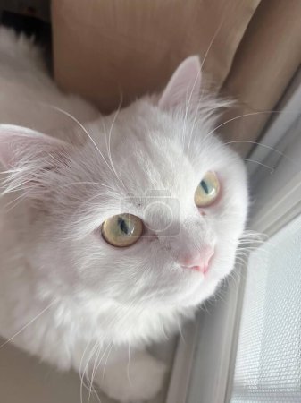 Téléchargez les photos : Une photographie d'un chat blanc regardant l'appareil photo. - en image libre de droit