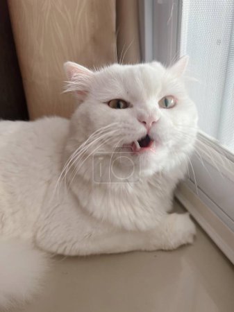 Téléchargez les photos : Une photographie d'un chat blanc assis sur un rebord de fenêtre. - en image libre de droit