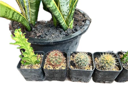 Foto de Una fotografía de una variedad de plantas en macetas sobre una mesa. - Imagen libre de derechos