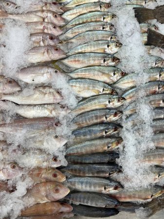 una fotografía de un montón de peces sentados sobre una pila de hielo.