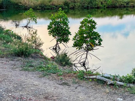 Téléchargez les photos : Une photographie d'un couple d'arbres qui sont à côté d'un plan d'eau. - en image libre de droit