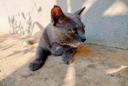 Téléchargez les photos : Une photographie d'un chat assis sur un sol de ciment à côté d'un mur. - en image libre de droit
