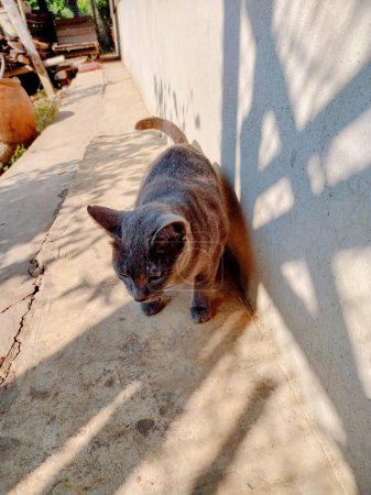 Téléchargez les photos : Une photographie d'un chat est debout sur un trottoir près d'un mur. - en image libre de droit