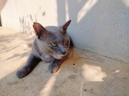 Téléchargez les photos : Une photographie d'un chat posé sur le sol à côté d'un mur. - en image libre de droit