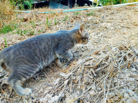 Téléchargez les photos : Une photographie d'un chat marchant sur un chemin de terre près d'une maison. - en image libre de droit