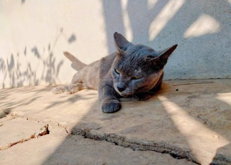 Téléchargez les photos : Une photographie d'un chat posé sur un sol de pierre à côté d'un mur. - en image libre de droit