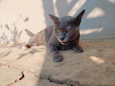 Téléchargez les photos : Une photographie d'un chat posé sur un sol de pierre avec l'ombre d'un arbre. - en image libre de droit