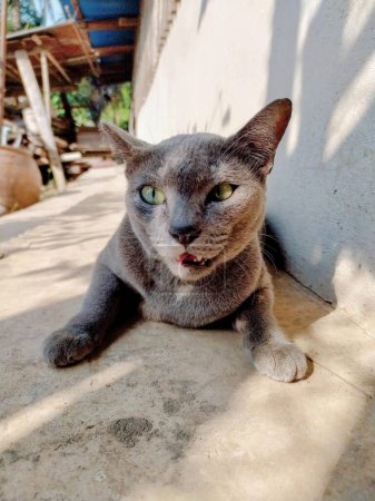 Téléchargez les photos : Une photographie d'un chat étendu sur le sol avec la langue ouverte. - en image libre de droit