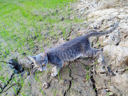 Téléchargez les photos : Une photographie d'un chat marchant sur un sentier rocheux dans un champ. - en image libre de droit