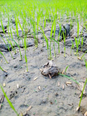 Foto de Una fotografía de una rana sentada en medio de un campo de hierba. - Imagen libre de derechos