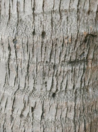 Téléchargez les photos : Une photographie d'un gros plan d'un tronc d'arbre avec un oiseau dessus. - en image libre de droit