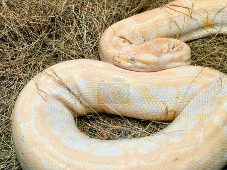 a photography of a snake laying on top of a pile of hay.