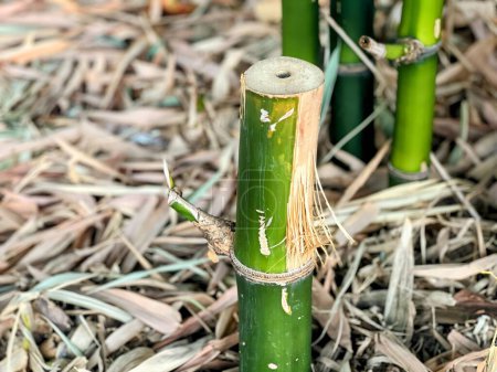 Téléchargez les photos : Une photographie d'un couple de bâtons de bambou avec une corde. - en image libre de droit