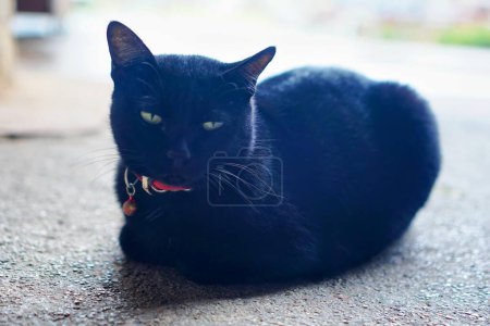 Téléchargez les photos : Une photographie d'un chat noir étendu sur le sol avec un collier autour du cou. - en image libre de droit
