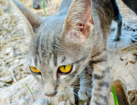 Téléchargez les photos : Une photographie d'un chat marchant sur un rocher aux yeux jaunes. - en image libre de droit
