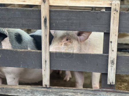 une photographie de deux cochons dans un enclos regardant à travers les barres.