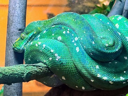 Téléchargez les photos : Une photographie d'un serpent vert enroulé sur une branche. - en image libre de droit