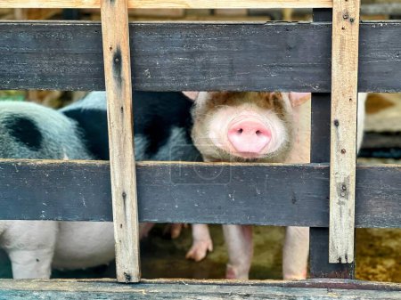 a photography of two pigs in a pen looking through a fence.