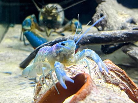 a photography of a blue and white shrimp on a rock.