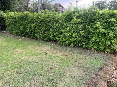 eine Fotografie einer grünen Hecke in einem Hof mit einem Haus im Hintergrund.