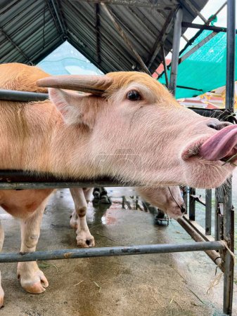 a photography of a cow sticking its tongue out from a pen.