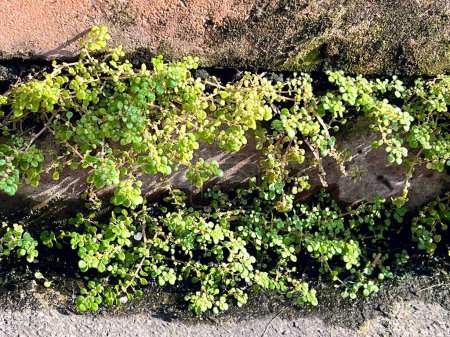 Foto de Una fotografía de una planta que crece en una pared de piedra. - Imagen libre de derechos